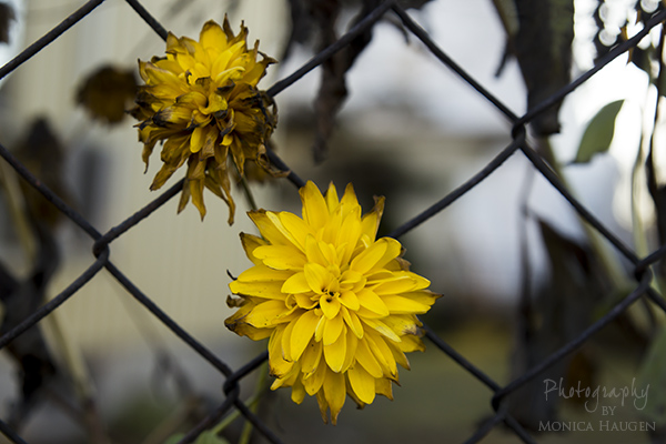 Copyright www.monicahaugen.com