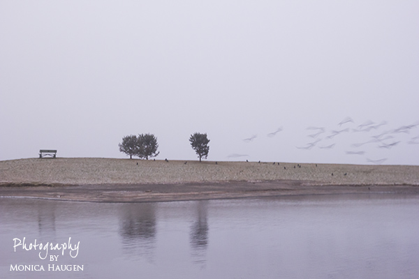 Copyright www.monicahaugen.com